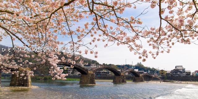 錦帯橋　桜